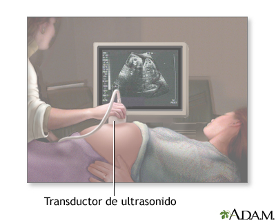 Ecografía prenatal - serie - Procedimiento (primera parte)