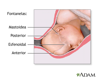 Procedimiento (cuarta parte)