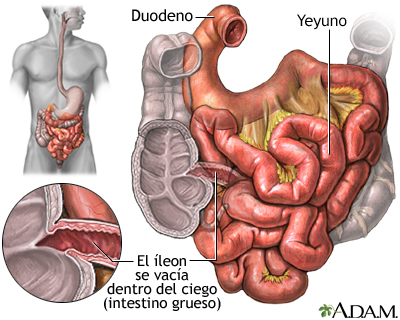 Intestino delgado