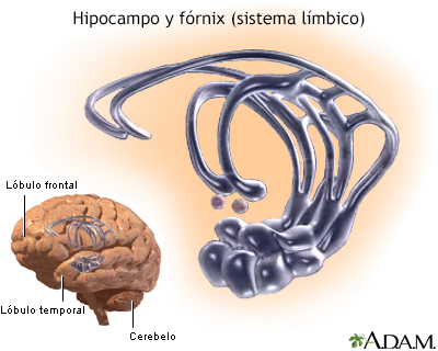 Sistema límbico