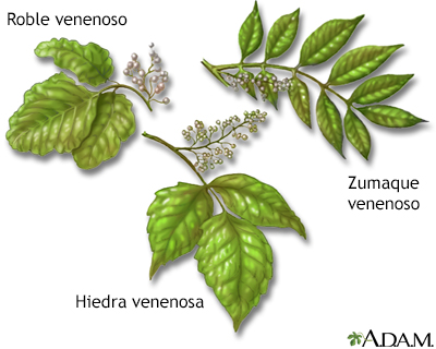 Plantas venenosas