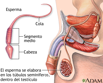 Espermatozoide