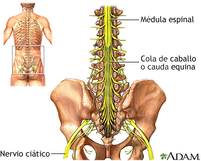 Cola de caballo