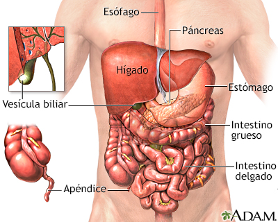 Órganos abdominales