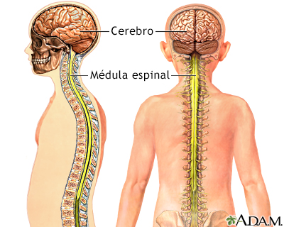 Sistema nervioso central