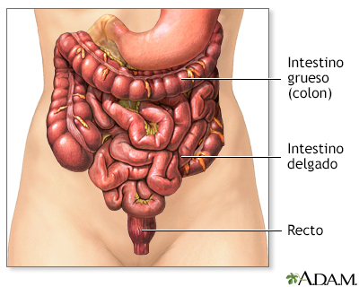 Gases intestinales