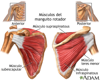 Músculos del manguito rotador