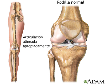 Alineación normal de la rodilla