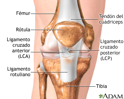 Ligamento cruzado anterior reparación - serie