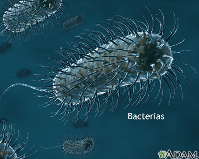 Bacterias