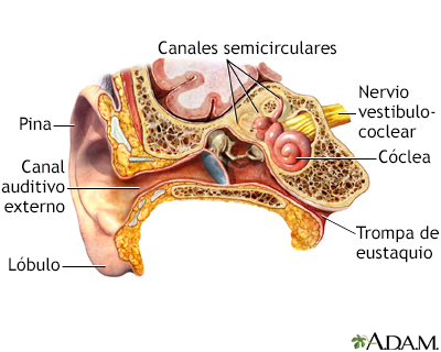 Anatomía del oído