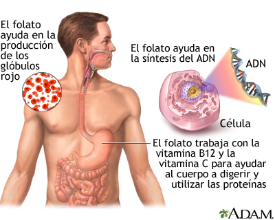 Beneficios de la vitamina B9