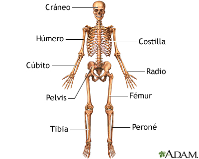 Anatomía esquelética anterior