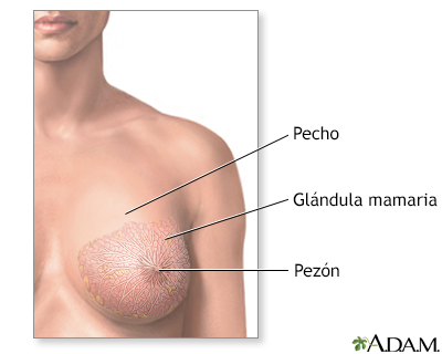 Extirpación del tumor de seno - serie - Anatomía normal