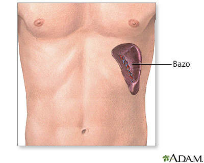 Anatomía del bazo