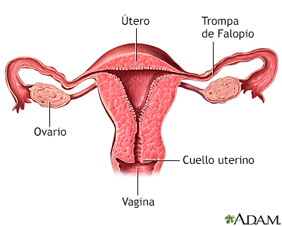 Corte transversal de anatomía uterina normal