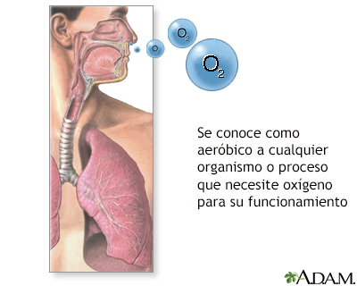 Organismos aeróbicos