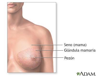 Anatomía del seno femenino normal