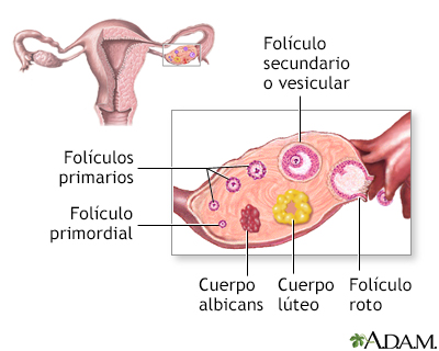 Desarrollo del folículo