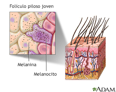 Folculo piloso de una persona joven