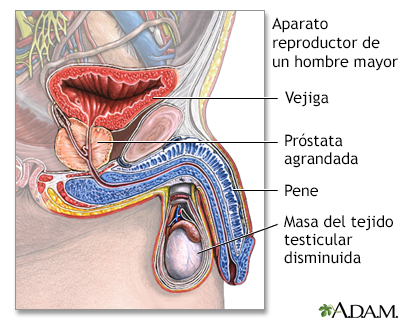 Sistema reproductivo de un hombre viejo