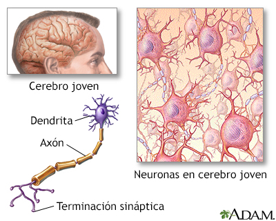 Cerebro y sistema nervioso