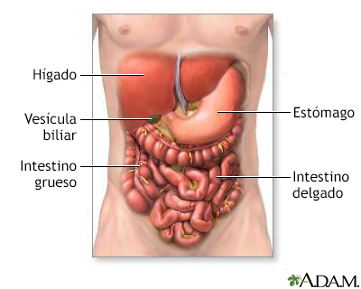 Órganos del sistema digestivo