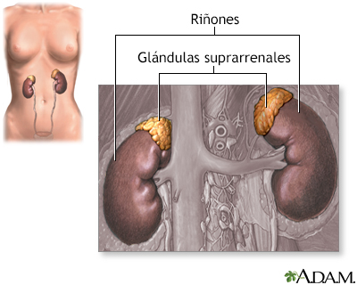 Glándulas suprarrenales