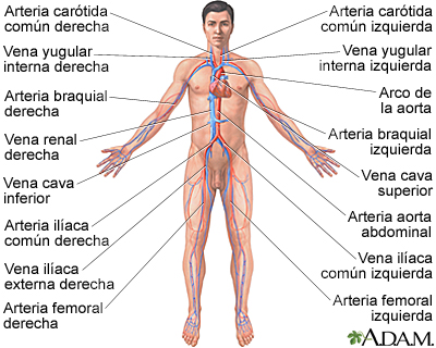 Sistema circulatorio