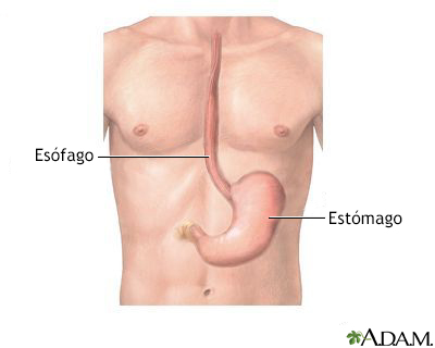 Anatomía del esófago y del estómago