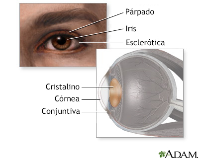 Anatomía del cristalino del ojo