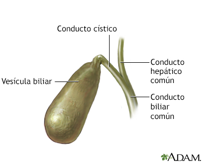 Anatomía de la vesícula biliar