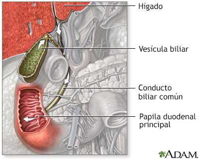 Trayecto de la bilis