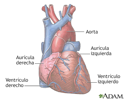 Normal anatomy of the heart