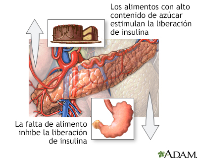 Liberación de insulina y alimentos