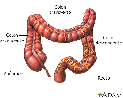 Intestino grueso