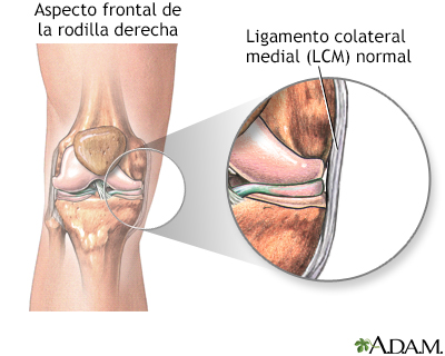 Ligamento medial colateral