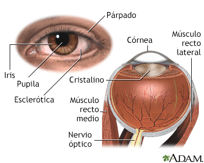 Anatomía interna y externa del ojo