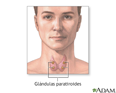 Glándulas paratiroides