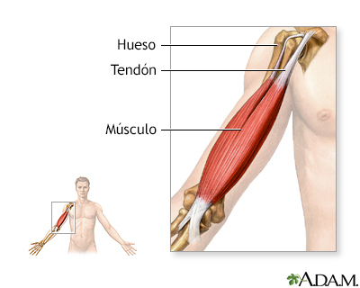 Tendones y músculos