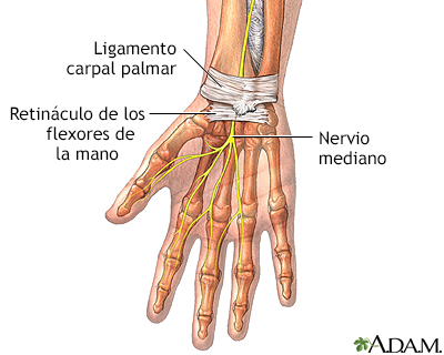 Anatomía de la muñeca