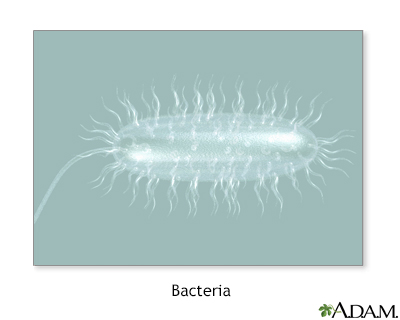 Bacterias