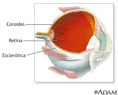 Coroide del ojo