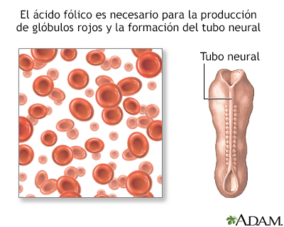 Ácido fólico