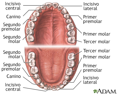 Anatomía dental