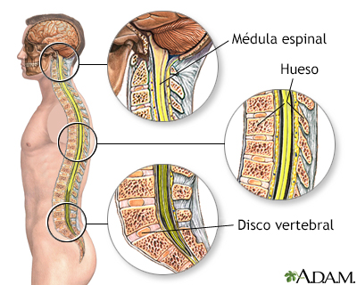 Anatomía de la columna vertebral