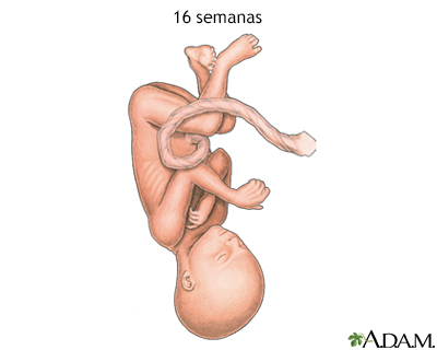 Feto de 16 semanas