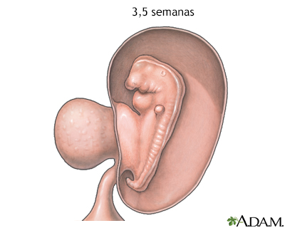 Feto de 3,5 semanas