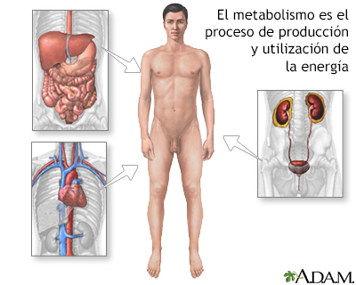 Metabolismo