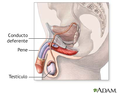 Sistema reproductor masculino